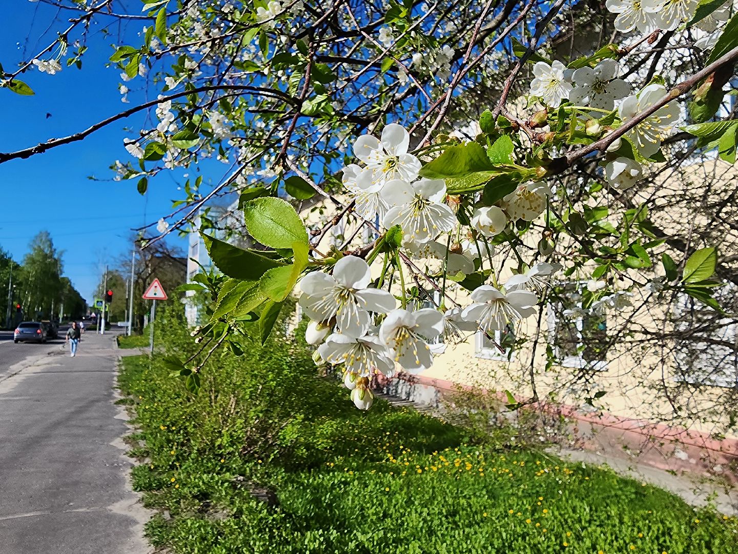 шатура, цветет черемуха, цветет вишня, первоцветы, весна, весна в городе,