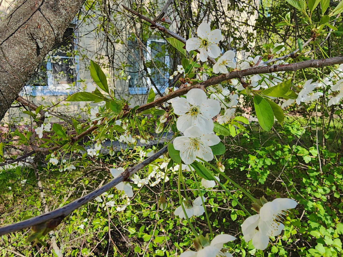шатура, цветет черемуха, цветет вишня, первоцветы, весна, весна в городе,