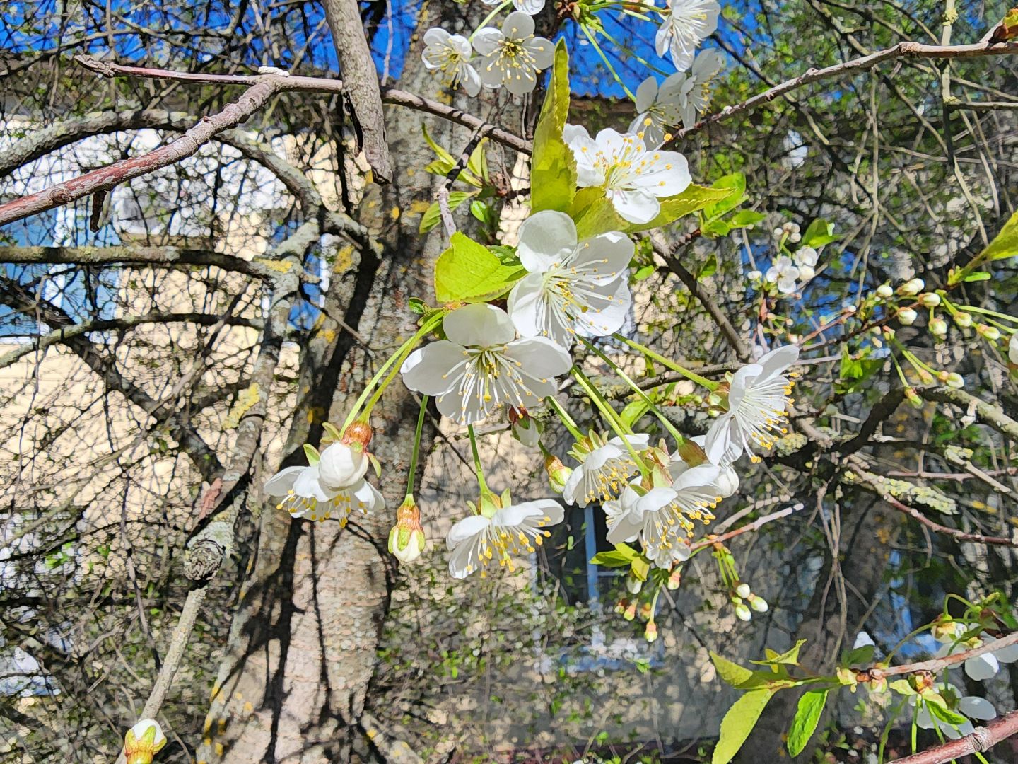 шатура, цветет черемуха, цветет вишня, первоцветы, весна, весна в городе,