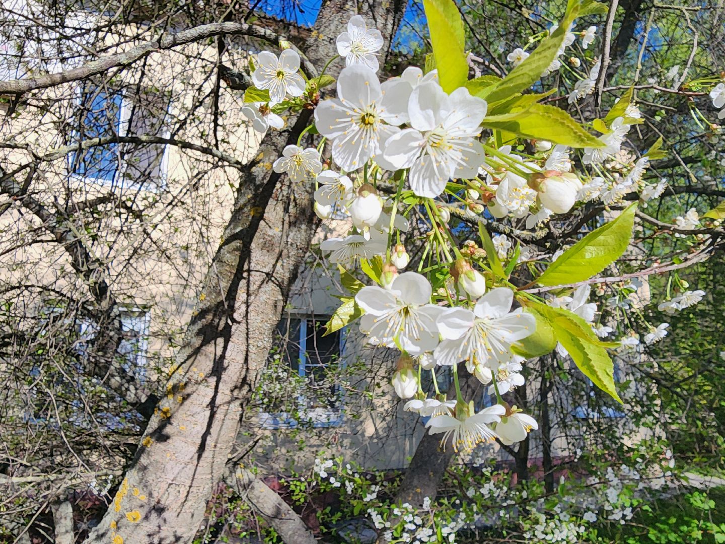шатура, цветет черемуха, цветет вишня, первоцветы, весна, весна в городе,