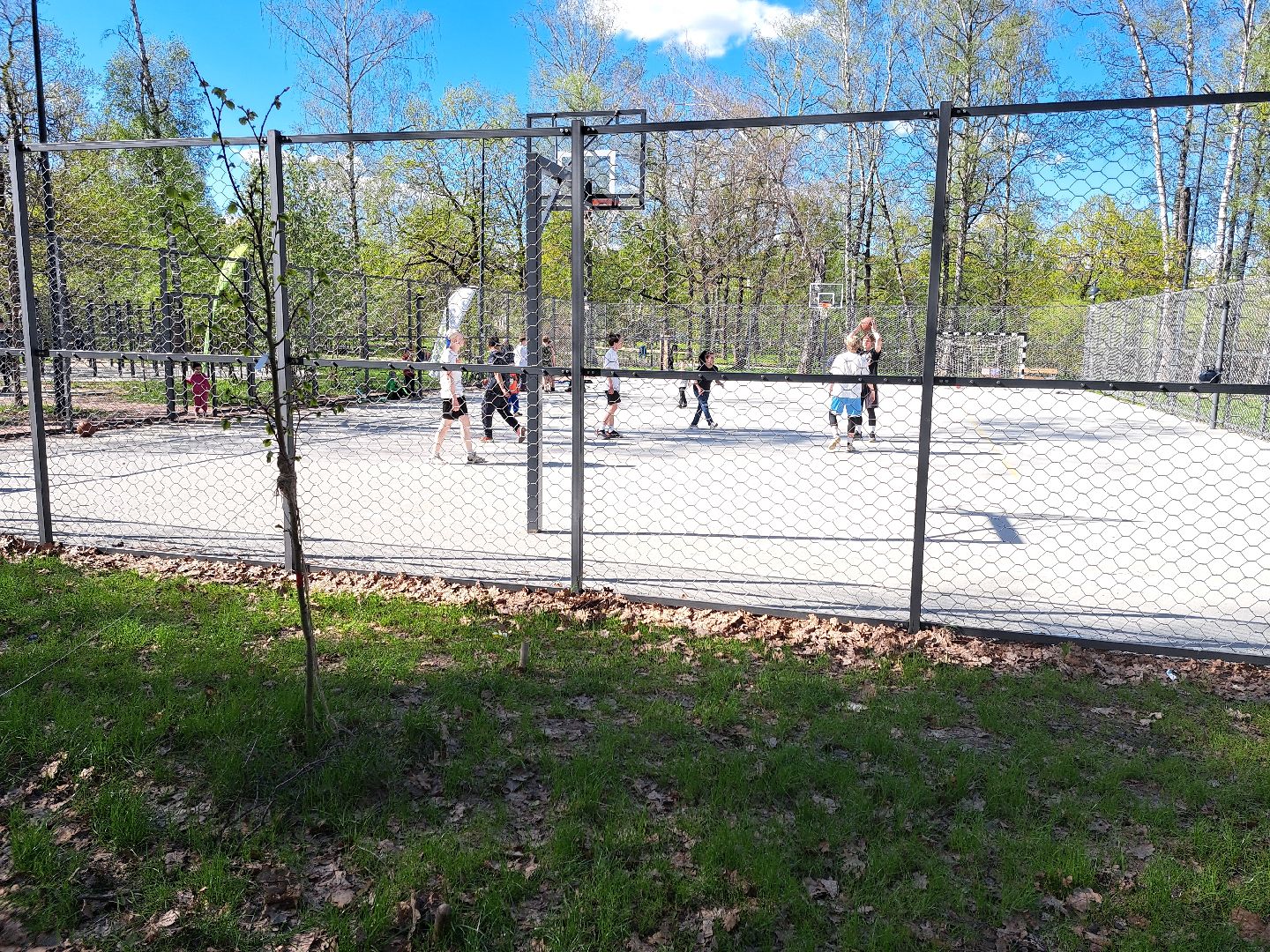 фрязино, Фрязинский лесопарк, Парк,