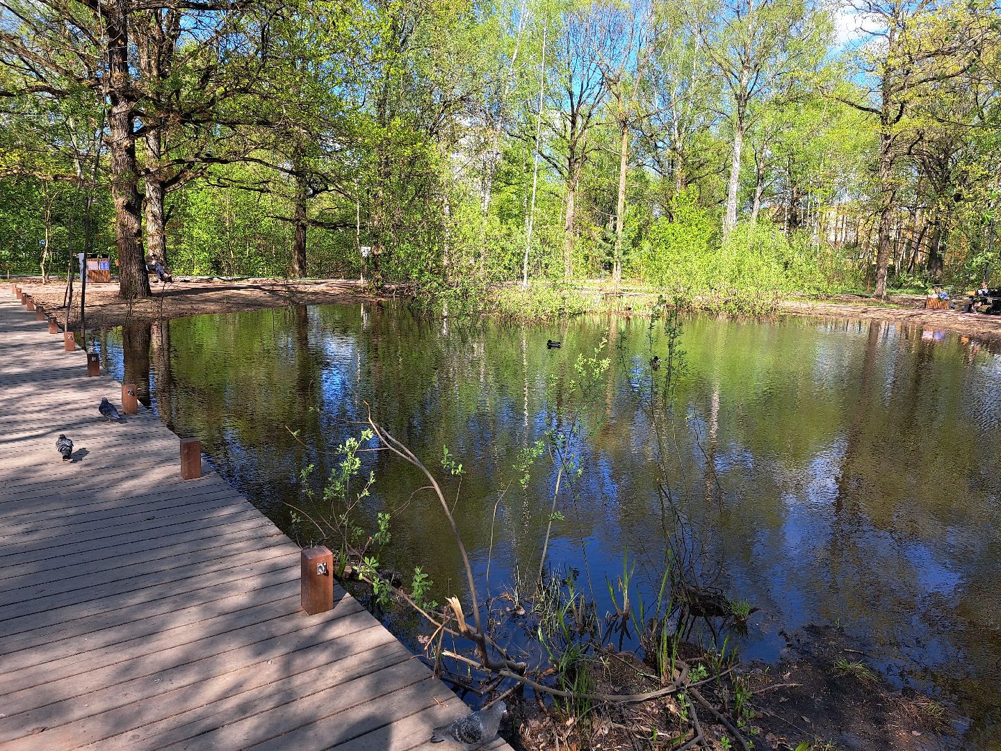 фрязино, Фрязинский лесопарк, Парк,