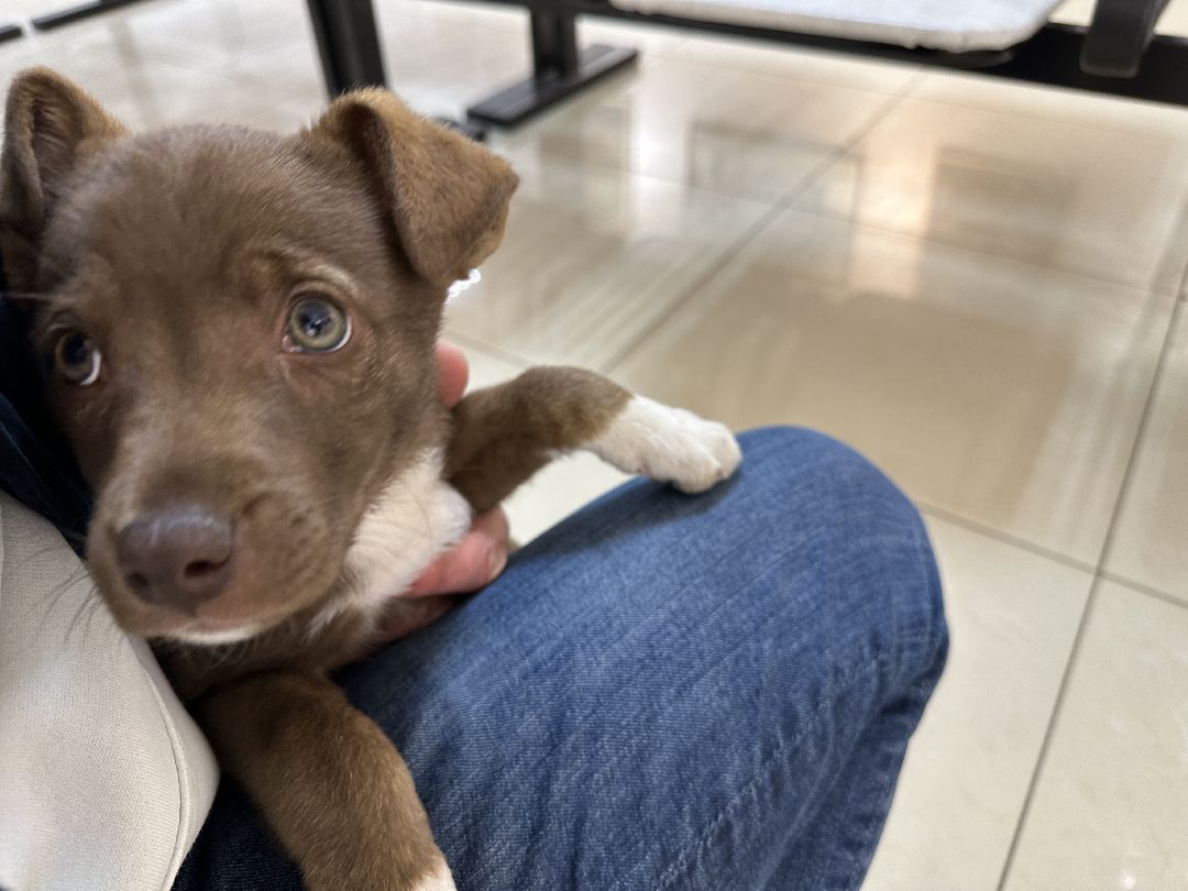 Реутов, СВО, волонтёры, Куба, щенок, посылка, гуманитарная помощь