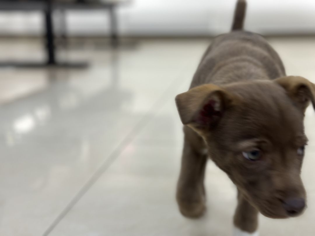 Реутов, СВО, волонтёры, Куба, щенок, посылка, гуманитарная помощь