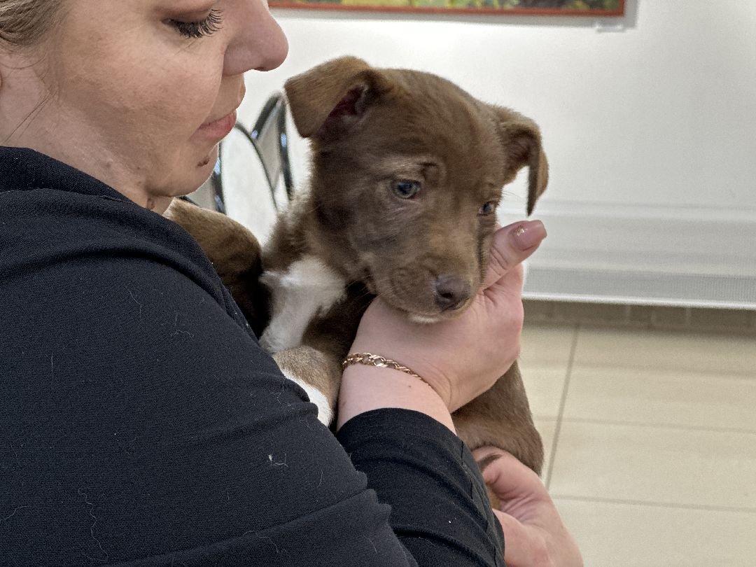 Реутов, СВО, волонтёры, Куба, щенок, посылка, гуманитарная помощь