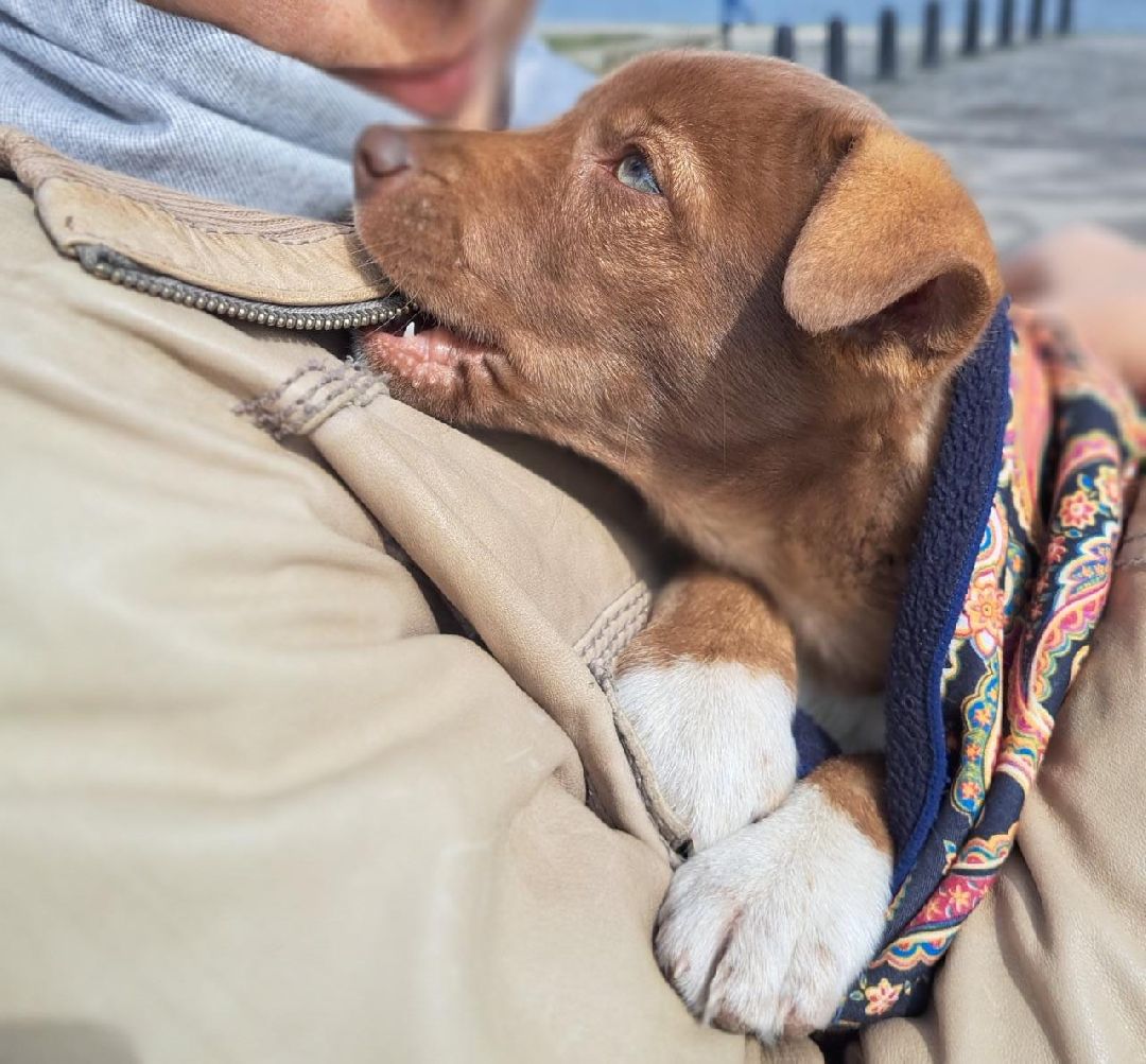 Реутов, СВО, волонтёры, Куба, щенок, посылка, гуманитарная помощь