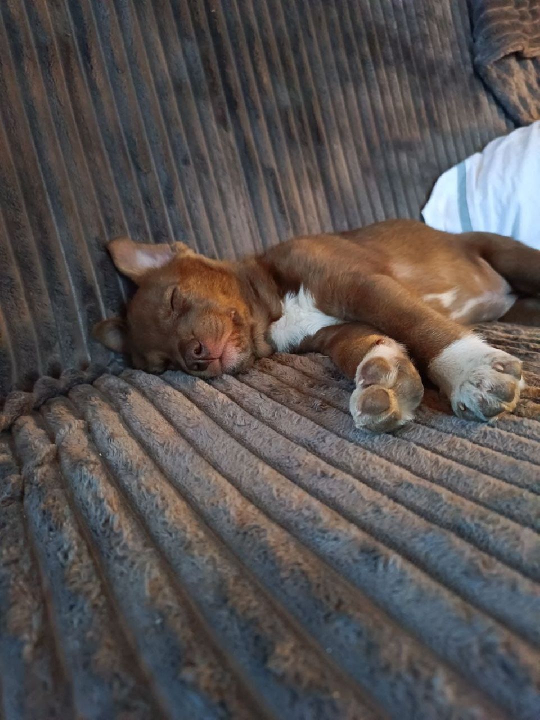 Реутов, СВО, волонтёры, Куба, щенок, посылка, гуманитарная помощь