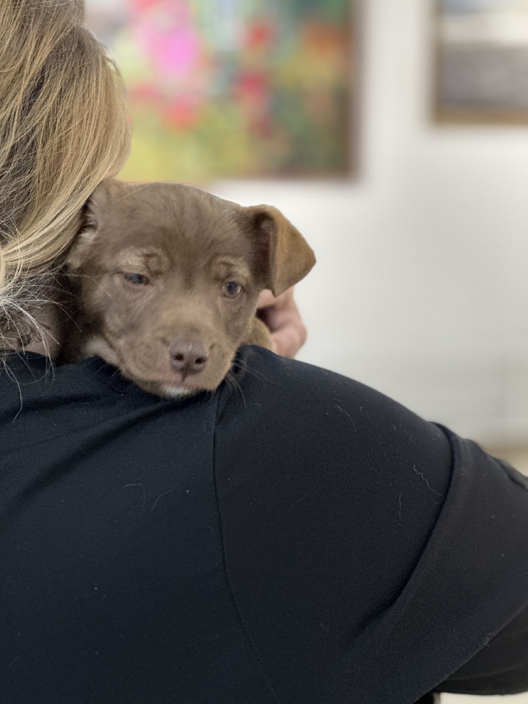 Реутов, СВО, волонтёры, Куба, щенок, посылка, гуманитарная помощь