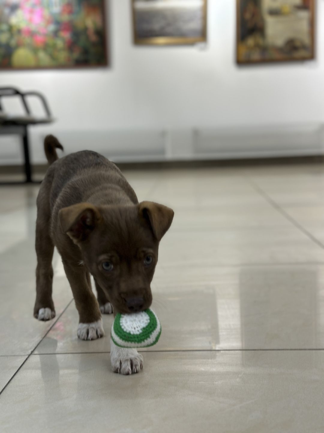 Реутов, СВО, волонтёры, Куба, щенок, посылка, гуманитарная помощь