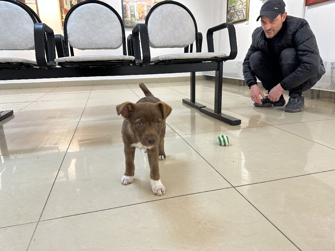 Реутов, СВО, волонтёры, Куба, щенок, посылка, гуманитарная помощь