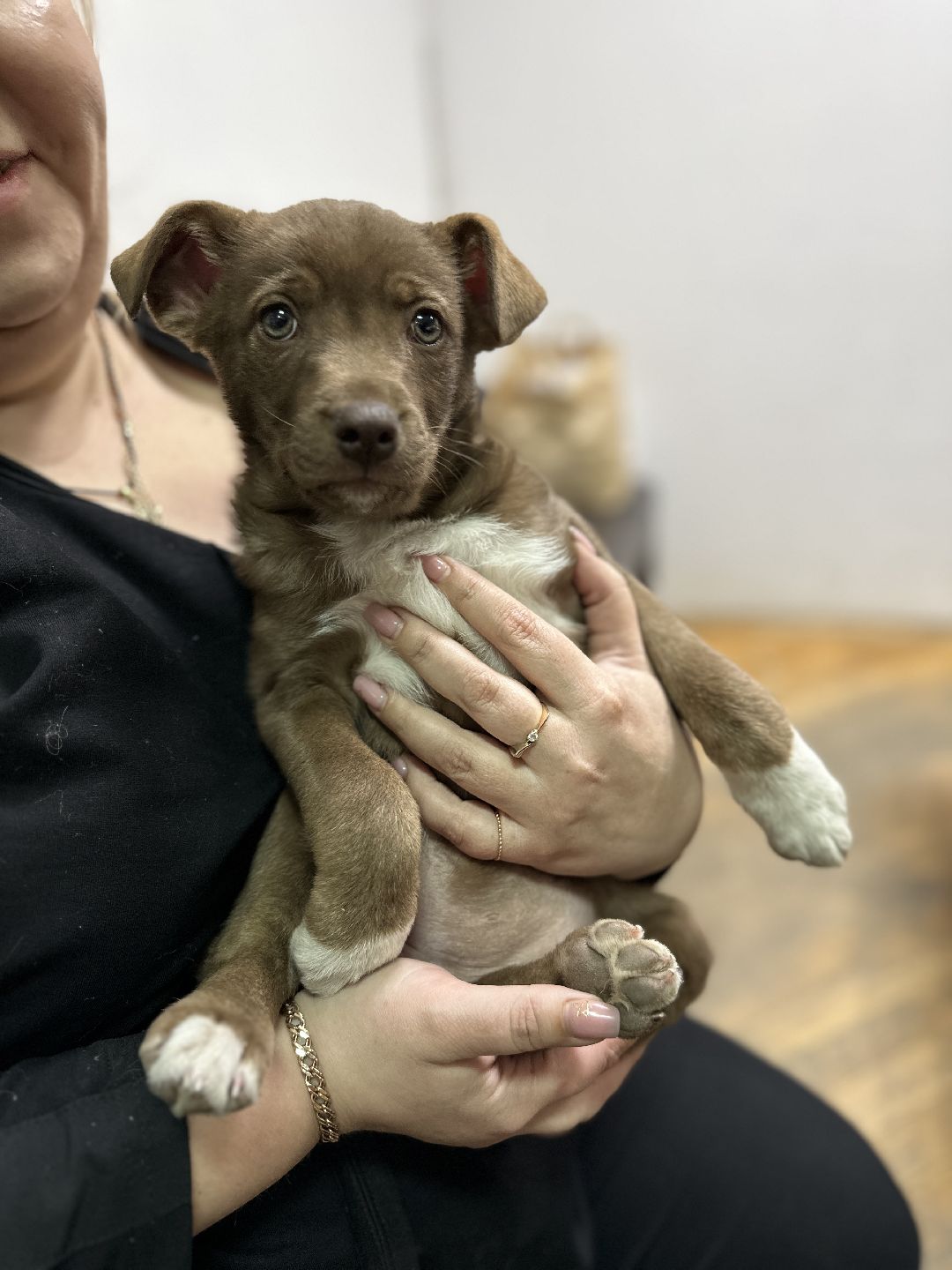 Реутов, СВО, волонтёры, Куба, щенок, посылка, гуманитарная помощь