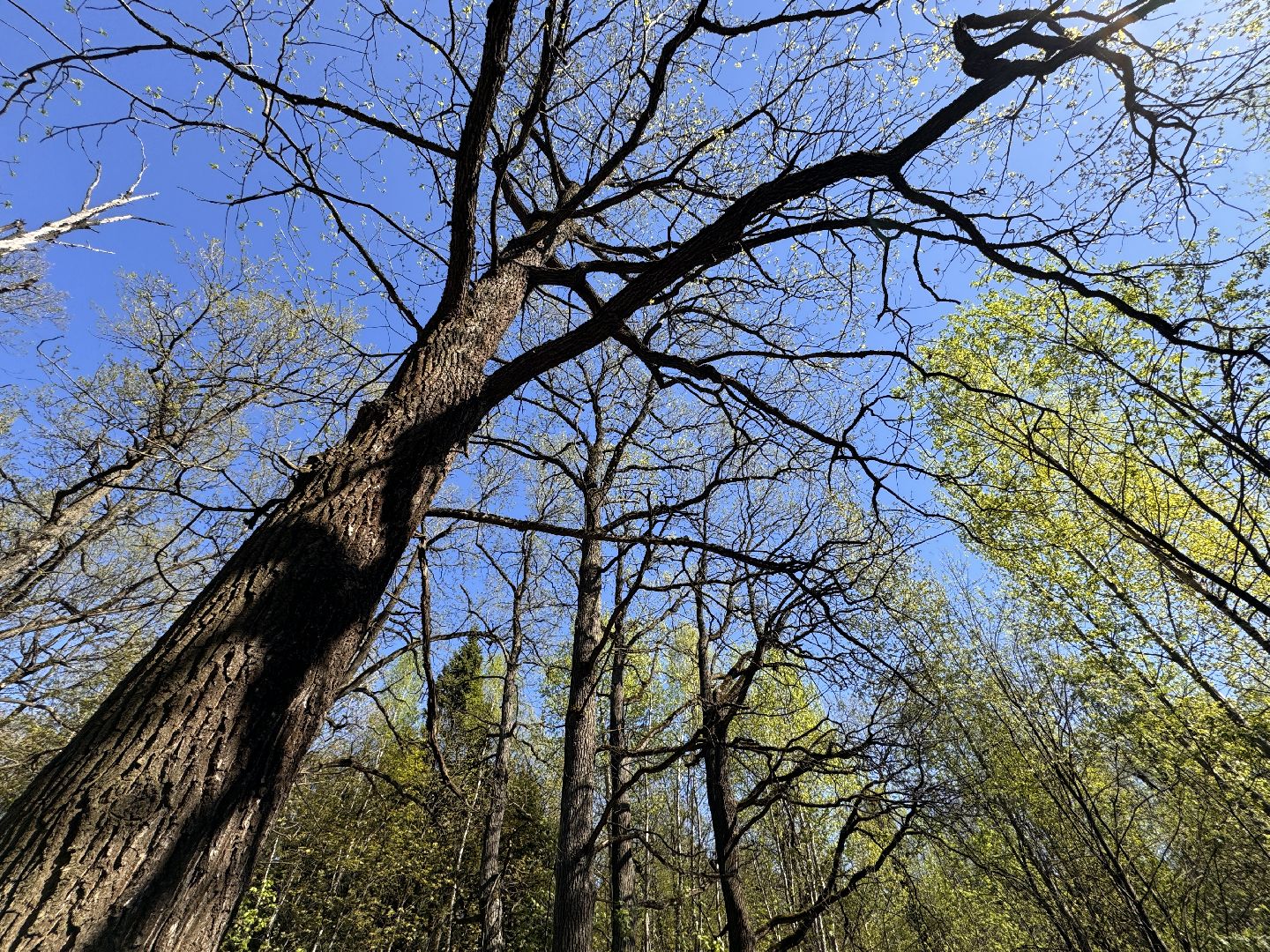 Грибы, Тихая охота, Подмосковье, Экология,