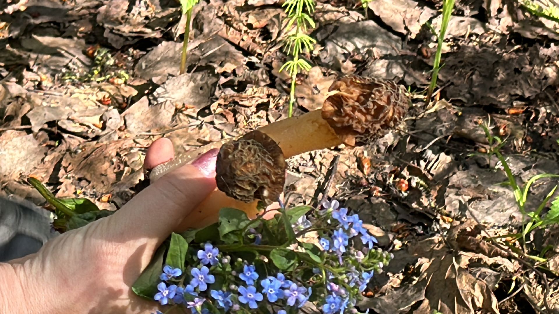 Грибы, Тихая охота, Подмосковье, Экология,