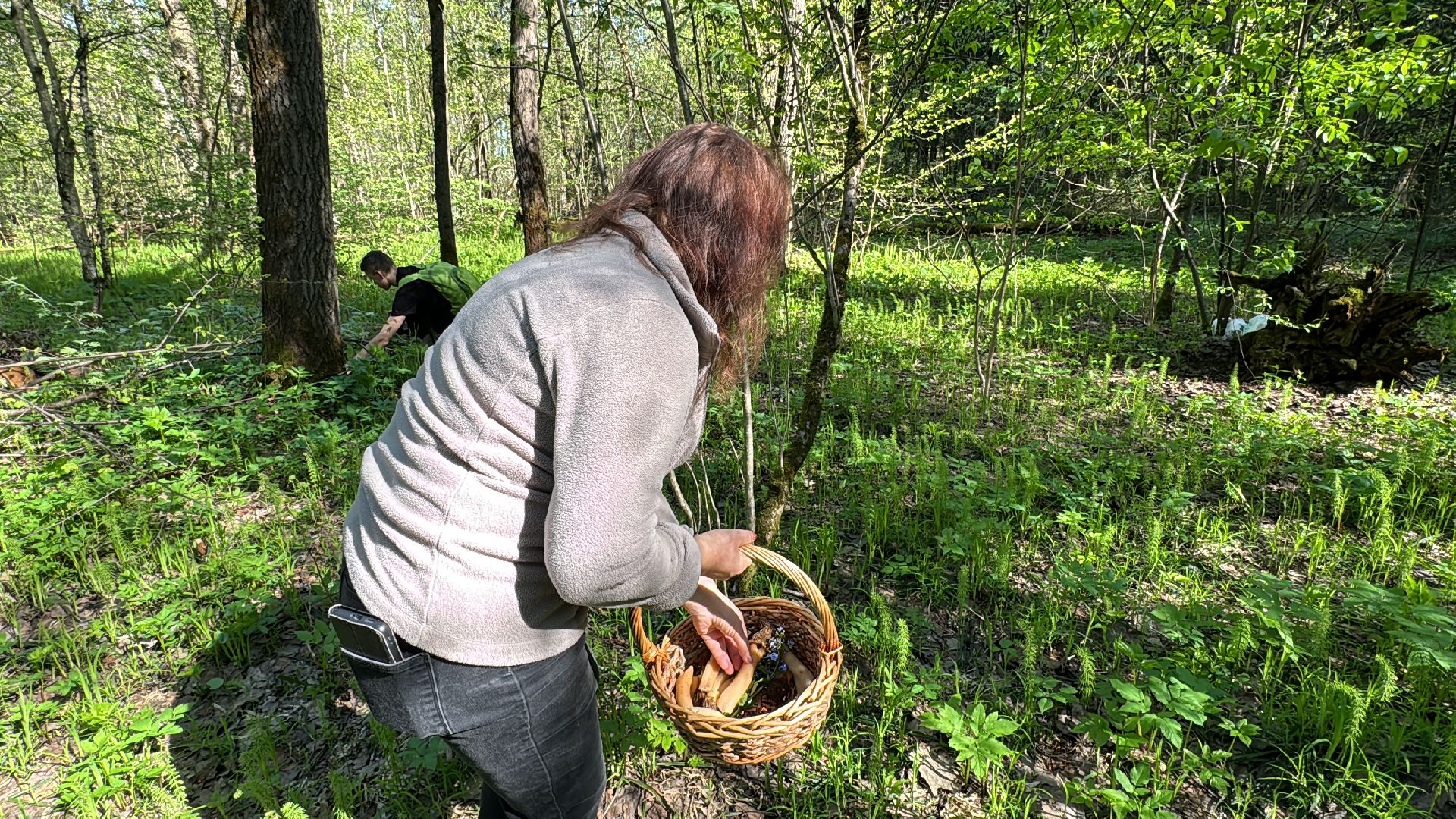 Грибы, Тихая охота, Подмосковье, Экология,