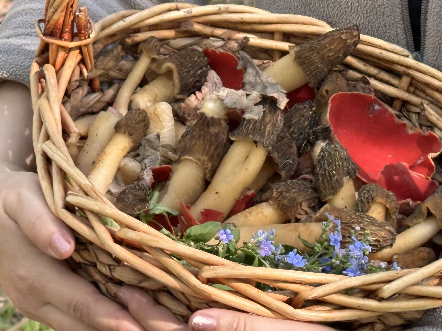 Грибы, Тихая охота, Подмосковье, Экология,