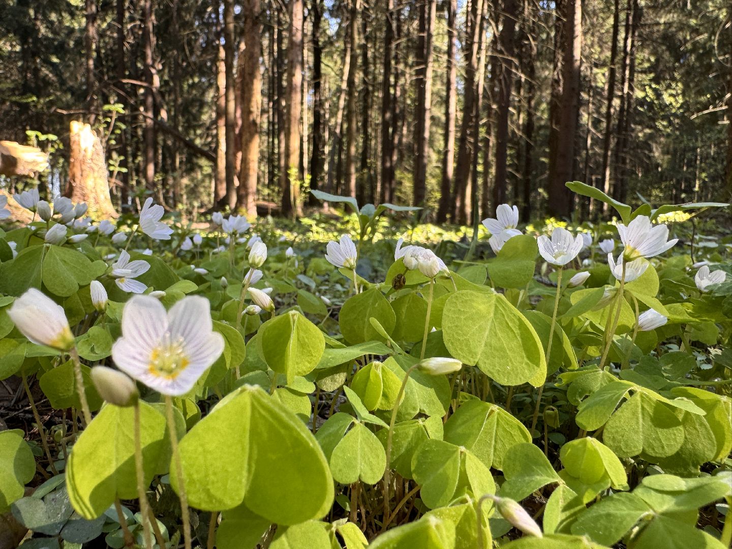 Грибы, Тихая охота, Подмосковье, Экология,