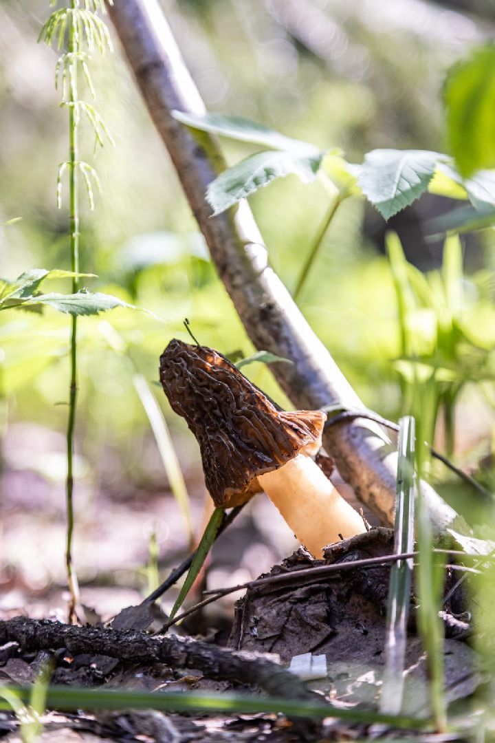 Грибы, Тихая охота, Подмосковье, Экология,