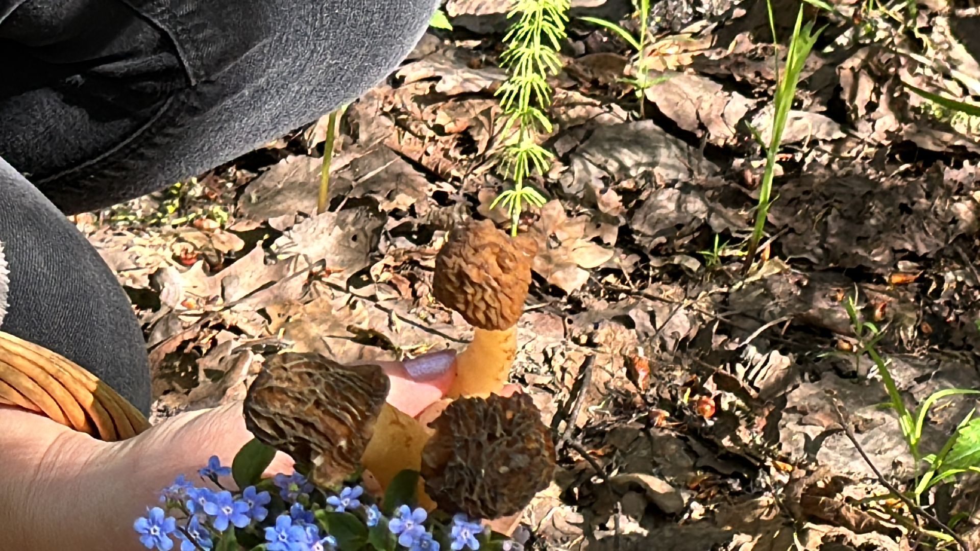 Грибы, Тихая охота, Подмосковье, Экология,