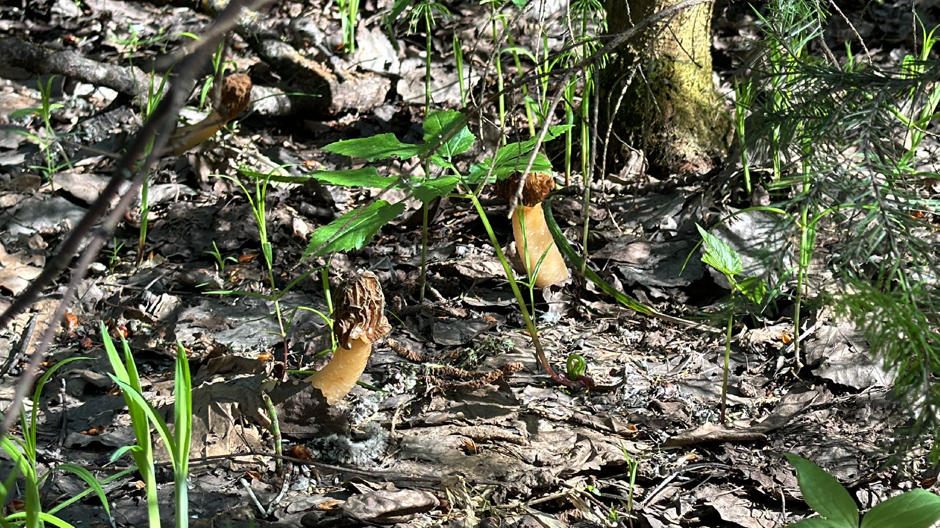 Грибы, Тихая охота, Подмосковье, Экология,