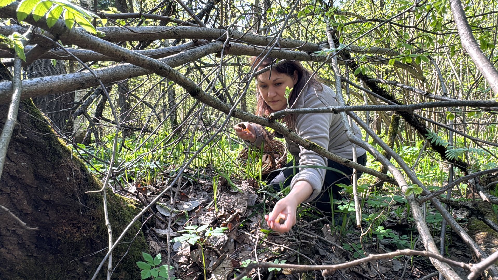 Грибы, Тихая охота, Подмосковье, Экология,