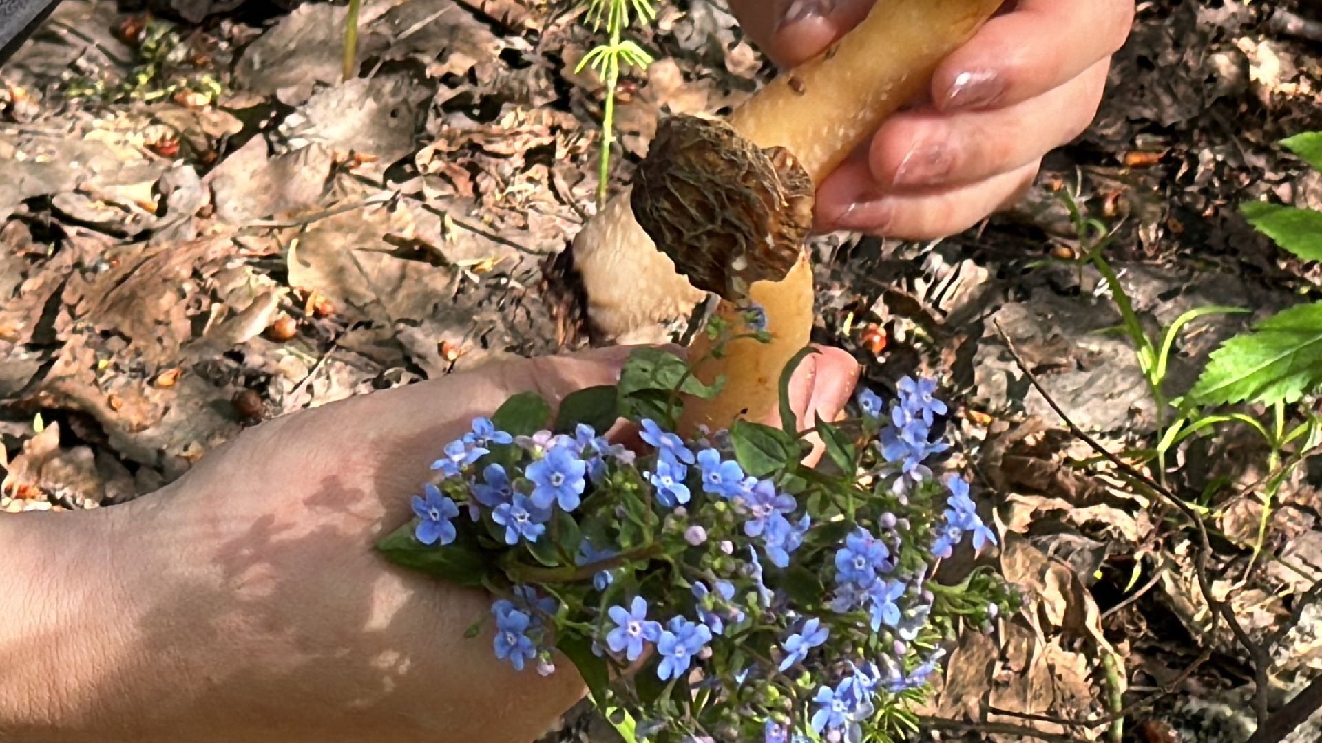 Грибы, Тихая охота, Подмосковье, Экология,