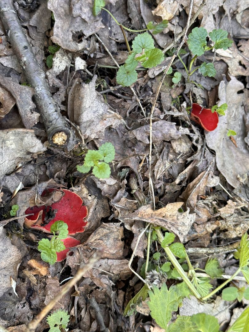 Грибы, Тихая охота, Подмосковье, Экология,