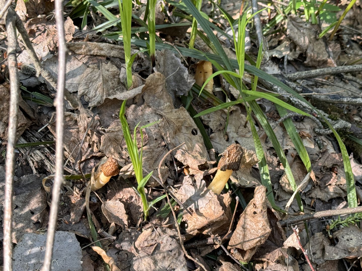 Грибы, Тихая охота, Подмосковье, Экология,