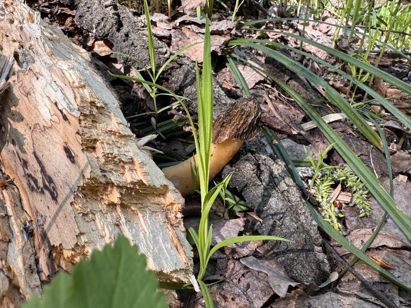 Грибы, Тихая охота, Подмосковье, Экология,