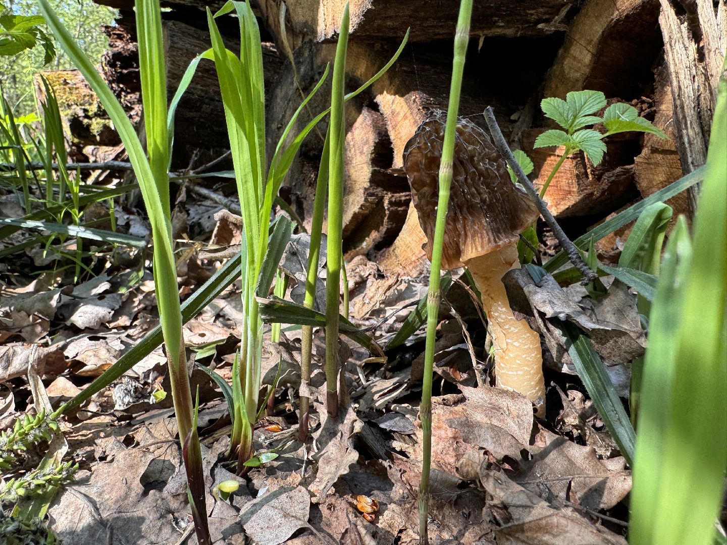 Грибы, Тихая охота, Подмосковье, Экология,