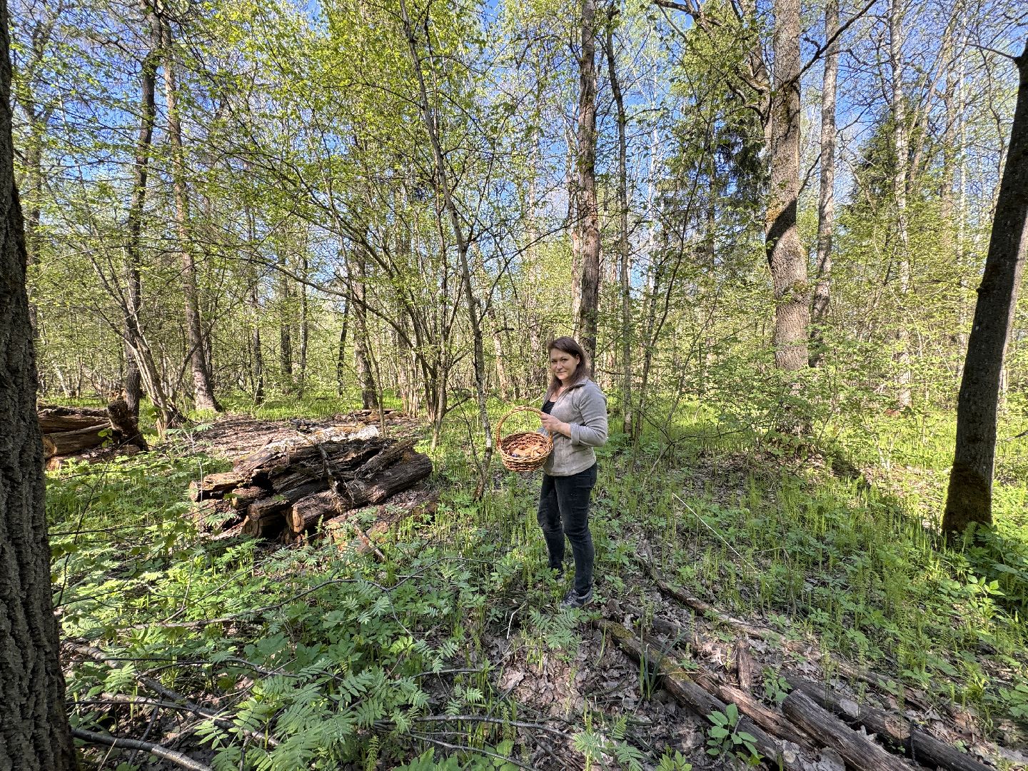 Грибы, Тихая охота, Подмосковье, Экология,