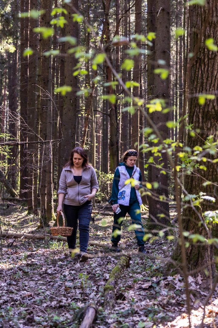 Грибы, Тихая охота, Подмосковье, Экология,