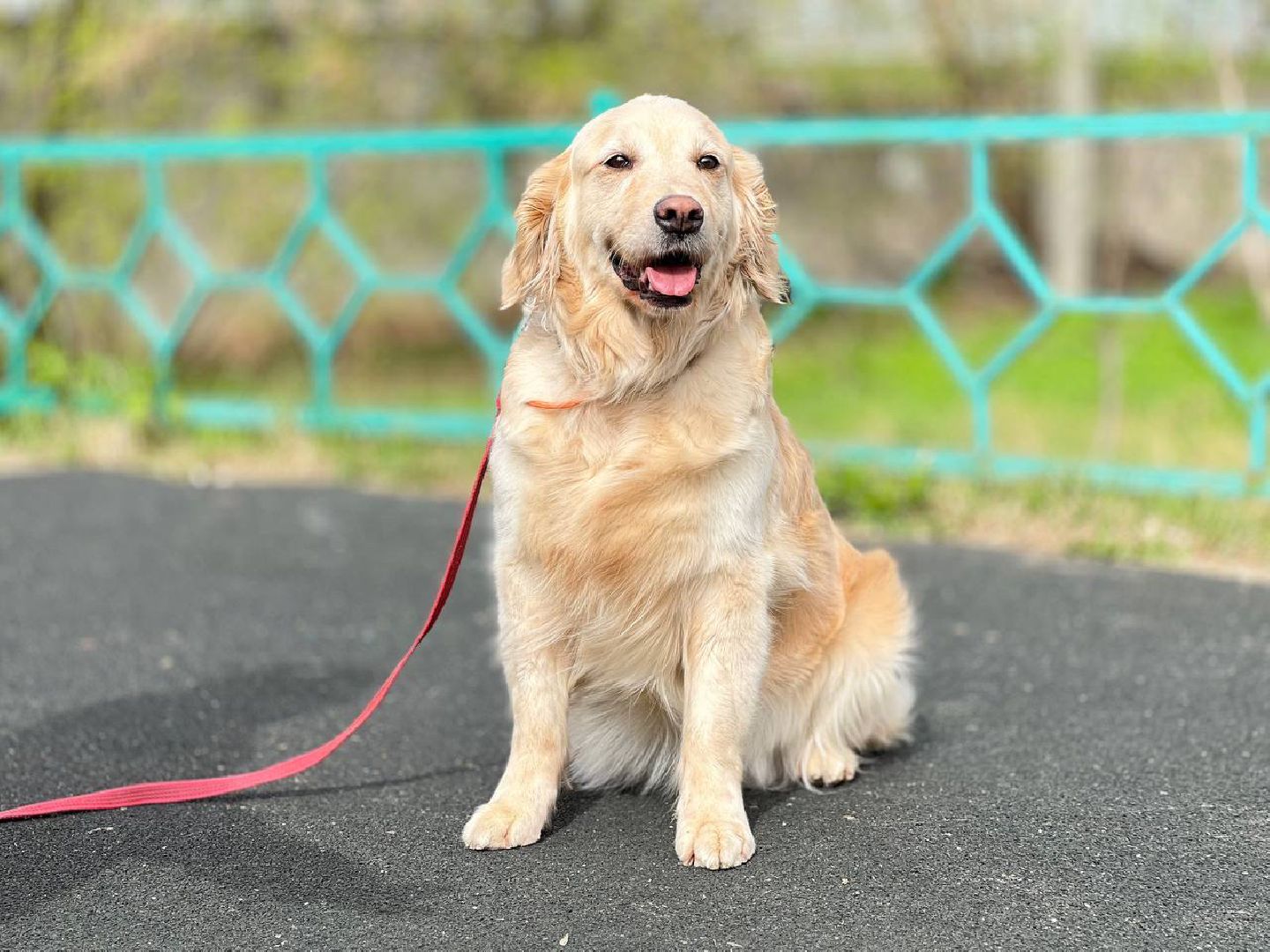 пушкино, ивантеевка, канистерапия, животные, дети инвалиды, центр социального обслуживания,