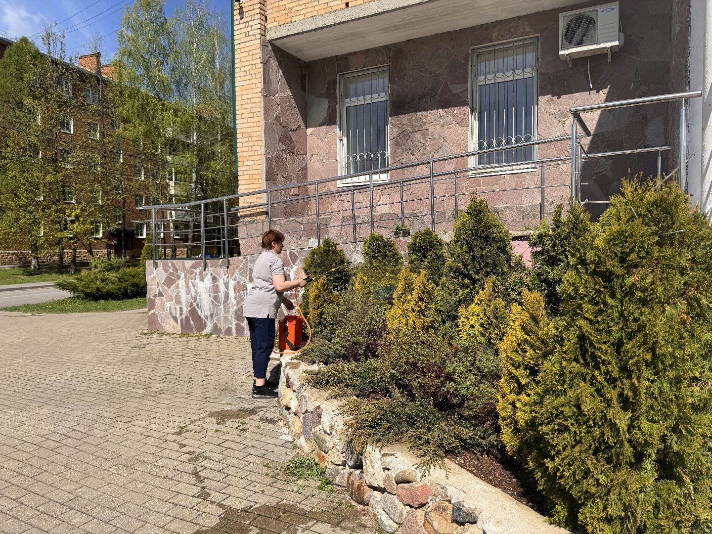 шаховская, озеленение, хвойные растения, благоустройсво,