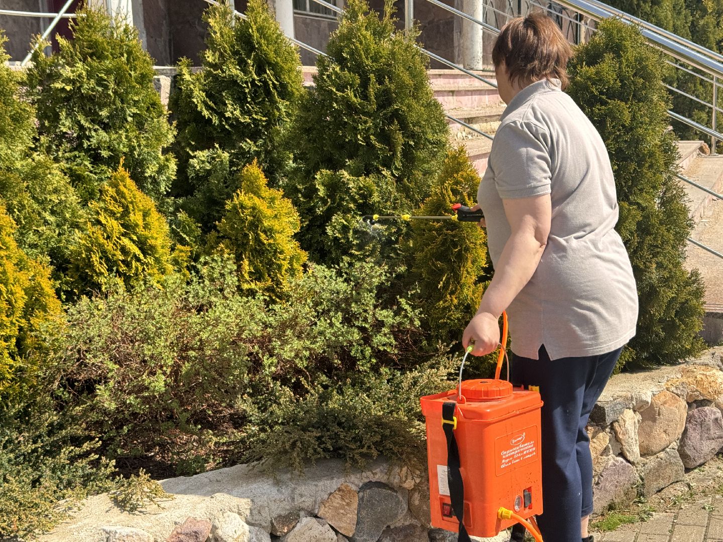 шаховская, озеленение, хвойные растения, благоустройсво,