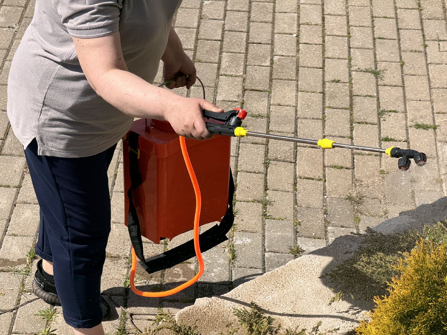 шаховская, озеленение, хвойные растения, благоустройсво,