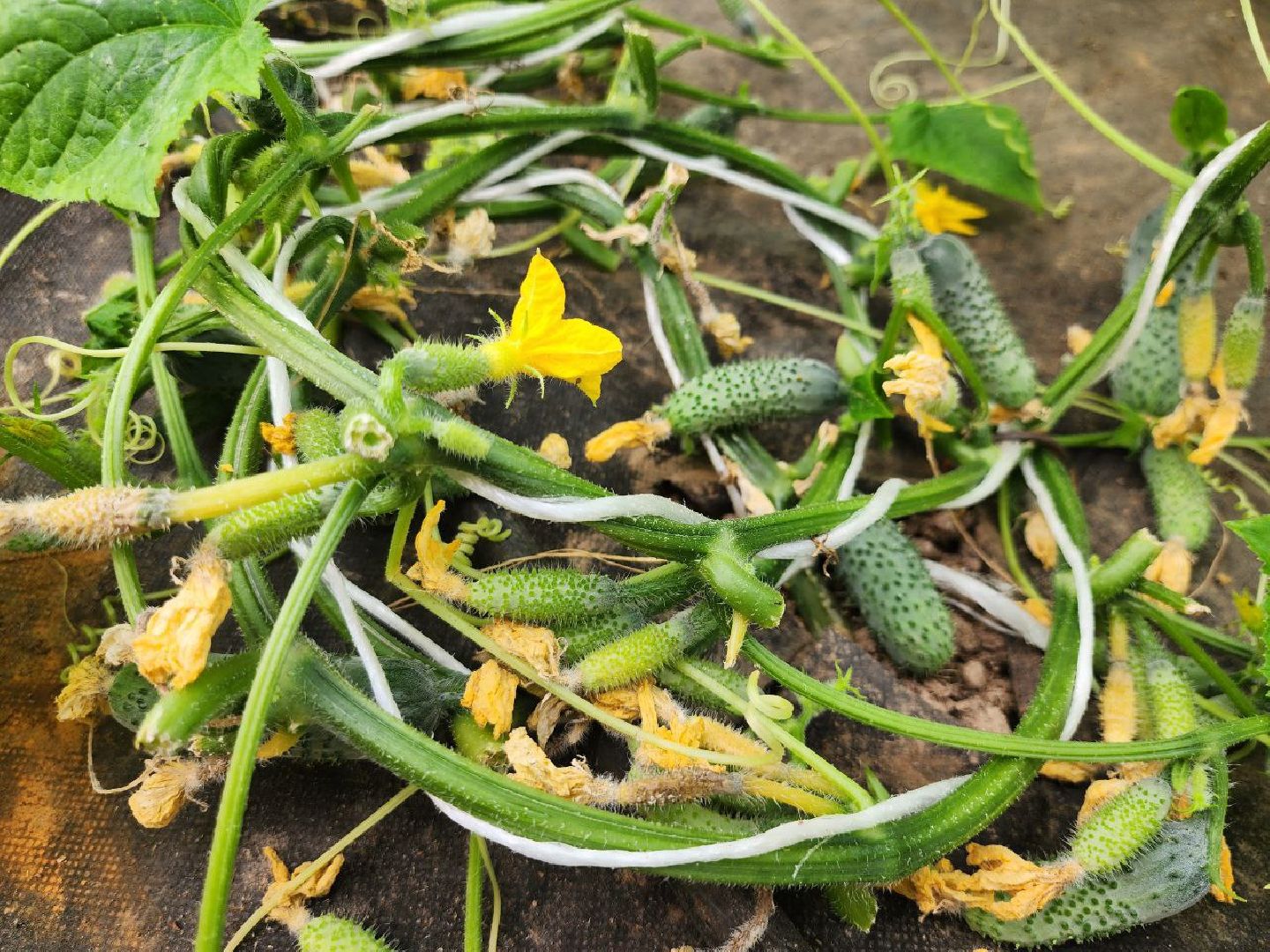 можайск, можайский городской округ, подмосковье, сельское хозяйство, овощи, зелень, органическое земледелие, теплицы, колхоз,