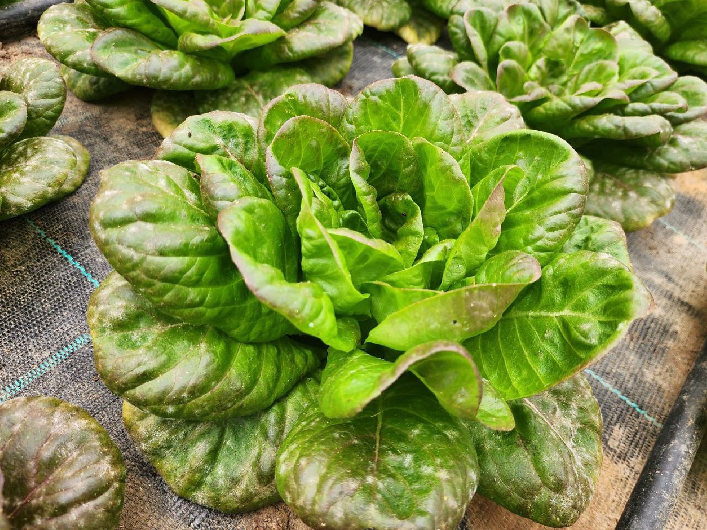 можайск, можайский городской округ, подмосковье, сельское хозяйство, овощи, зелень, органическое земледелие, теплицы, колхоз,