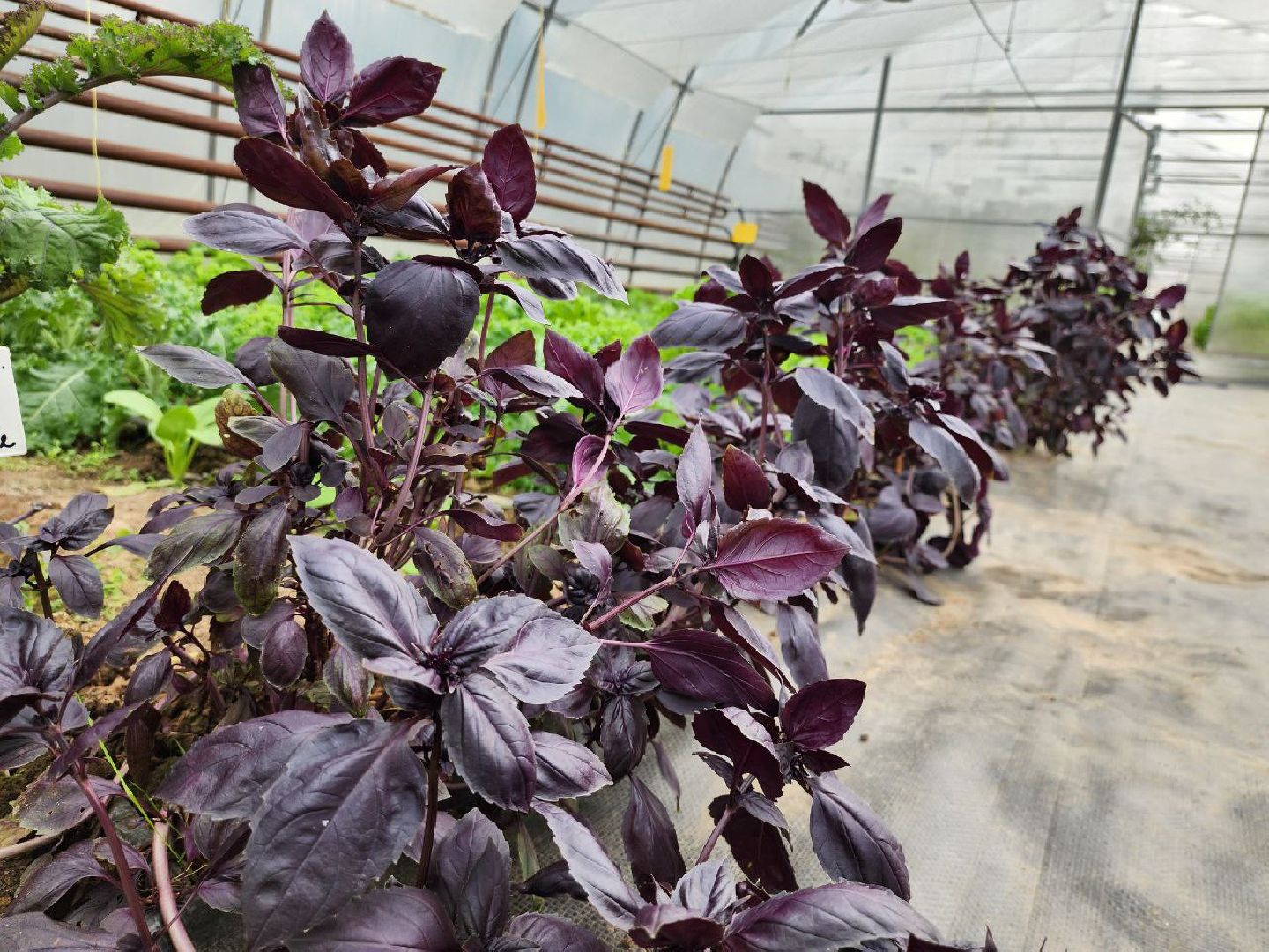 можайск, можайский городской округ, подмосковье, сельское хозяйство, овощи, зелень, органическое земледелие, теплицы, колхоз,
