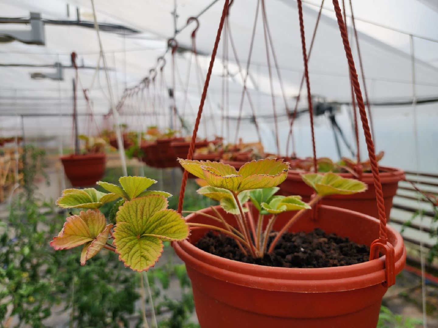 можайск, можайский городской округ, подмосковье, сельское хозяйство, овощи, зелень, органическое земледелие, теплицы, колхоз,