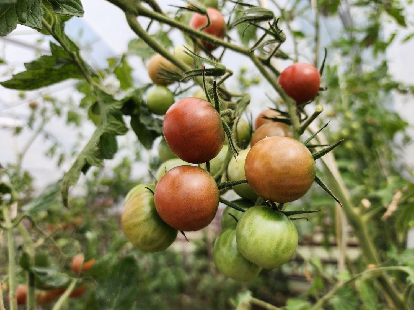 можайск, можайский городской округ, подмосковье, сельское хозяйство, овощи, зелень, органическое земледелие, теплицы, колхоз,