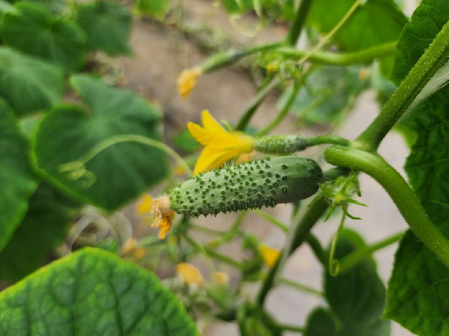 можайск, можайский городской округ, подмосковье, сельское хозяйство, овощи, зелень, органическое земледелие, теплицы, колхоз,