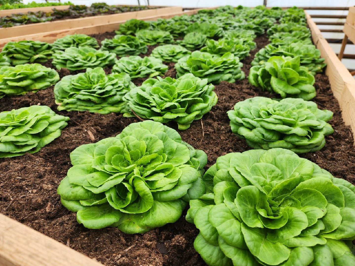 можайск, можайский городской округ, подмосковье, сельское хозяйство, овощи, зелень, органическое земледелие, теплицы, колхоз,