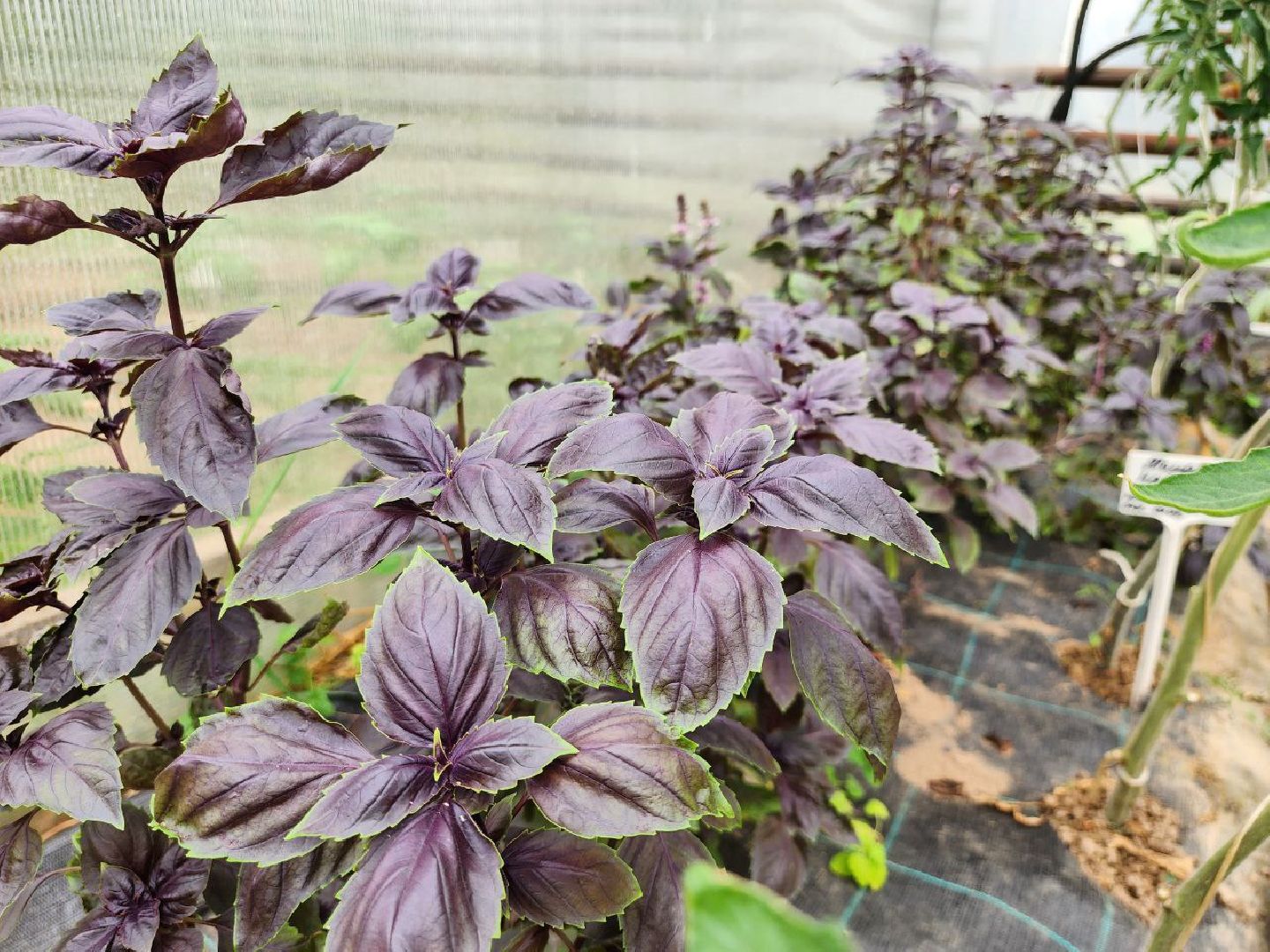 можайск, можайский городской округ, подмосковье, сельское хозяйство, овощи, зелень, органическое земледелие, теплицы, колхоз,