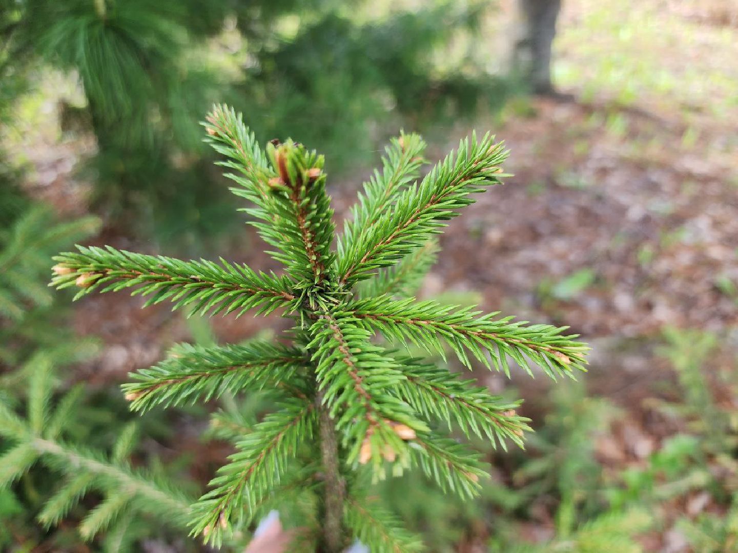 можайск, можайский городской округ, подмосковье, лесничество, тропаревское участковое лесничество, экология, школьные отряды, юные натуралисты,