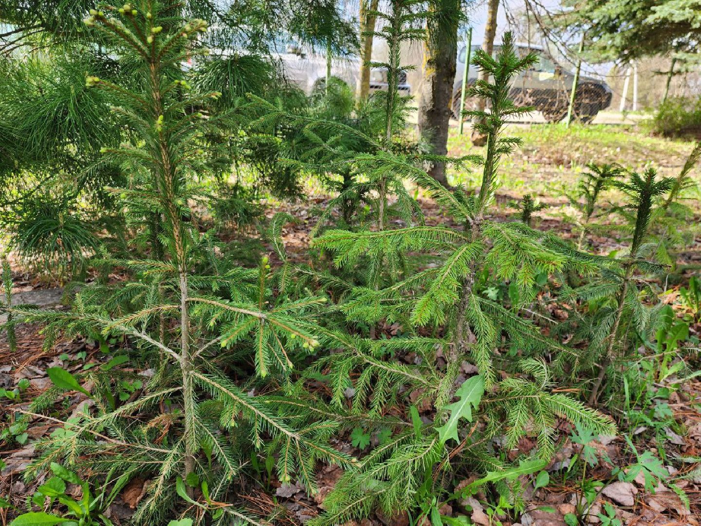 можайск, можайский городской округ, подмосковье, лесничество, тропаревское участковое лесничество, экология, школьные отряды, юные натуралисты,