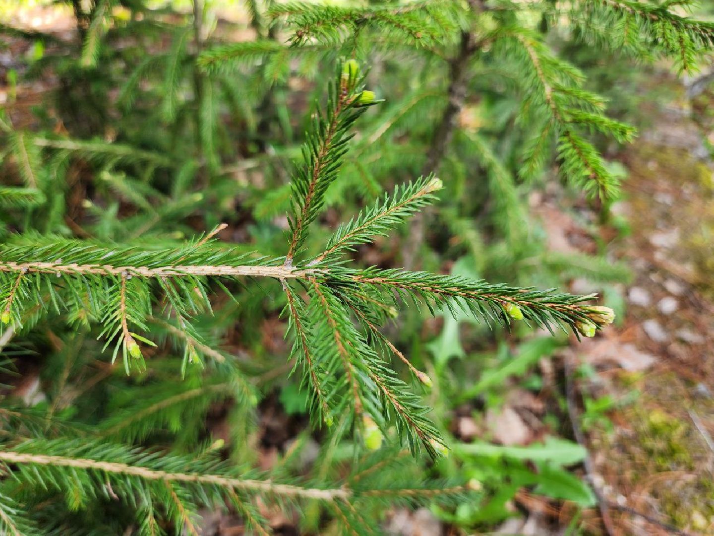 можайск, можайский городской округ, подмосковье, лесничество, тропаревское участковое лесничество, экология, школьные отряды, юные натуралисты,