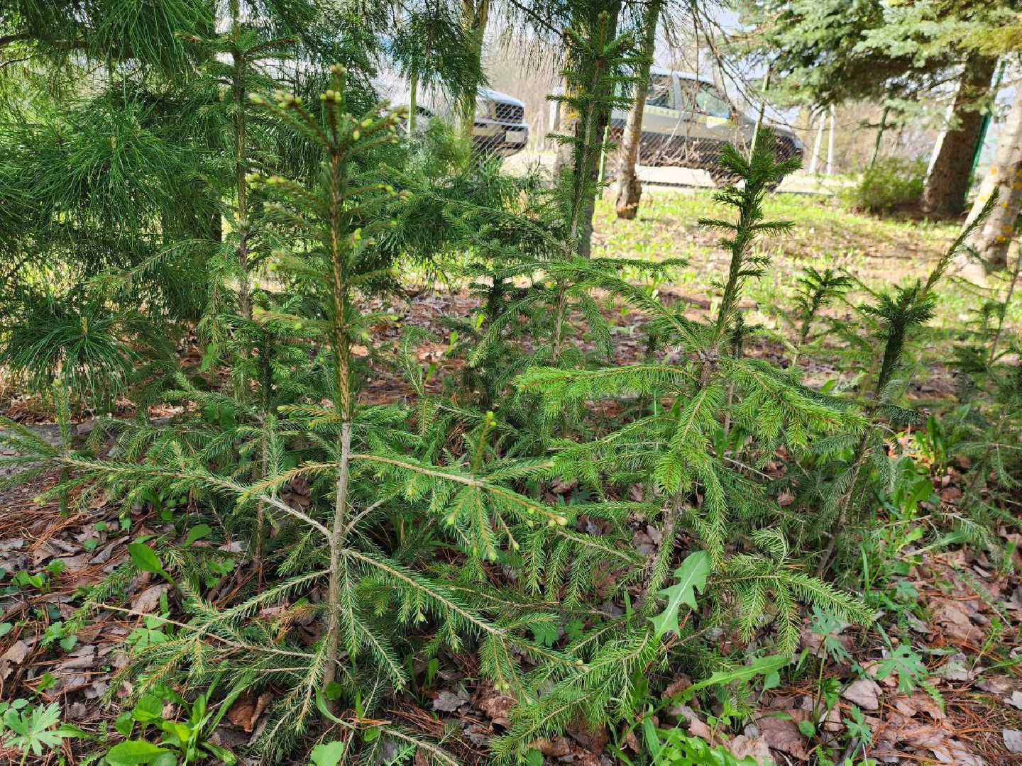можайск, можайский городской округ, подмосковье, лесничество, тропаревское участковое лесничество, экология, школьные отряды, юные натуралисты,