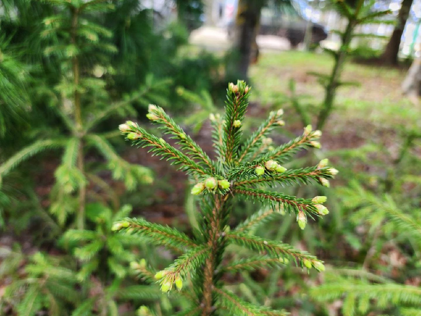 можайск, можайский городской округ, подмосковье, лесничество, тропаревское участковое лесничество, экология, школьные отряды, юные натуралисты,