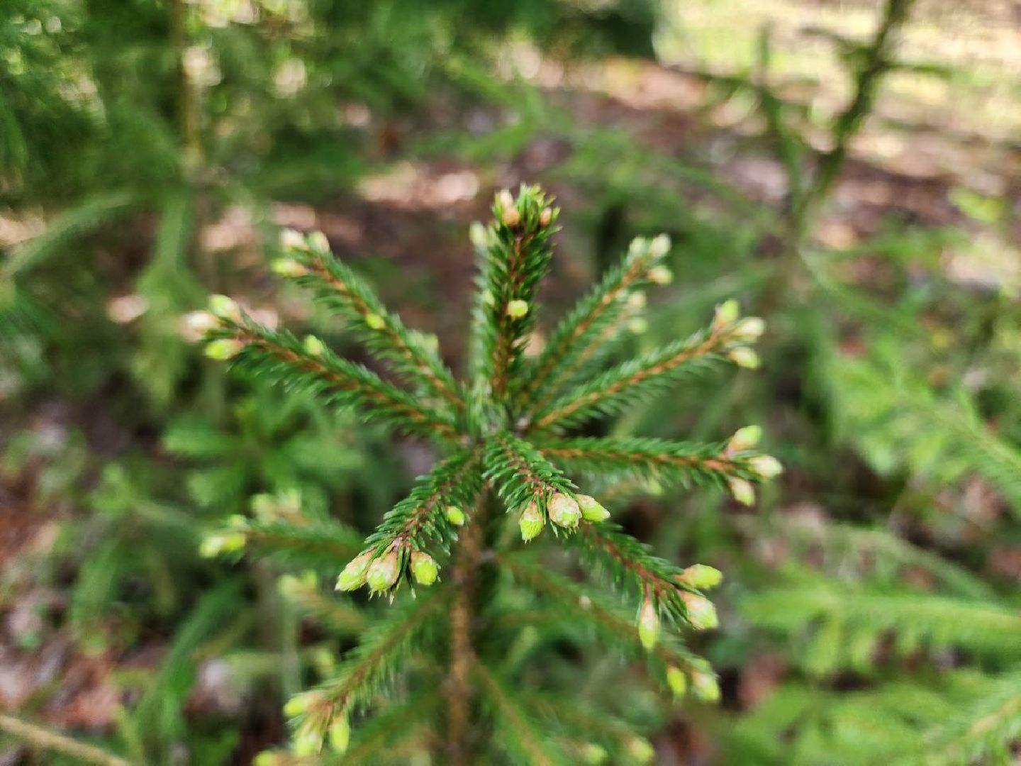 можайск, можайский городской округ, подмосковье, лесничество, тропаревское участковое лесничество, экология, школьные отряды, юные натуралисты,