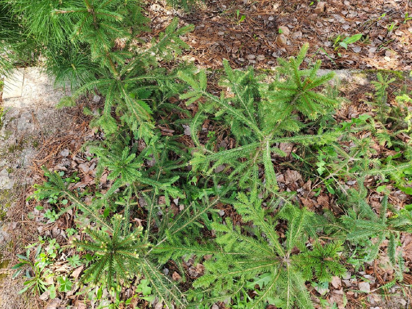можайск, можайский городской округ, подмосковье, лесничество, тропаревское участковое лесничество, экология, школьные отряды, юные натуралисты,